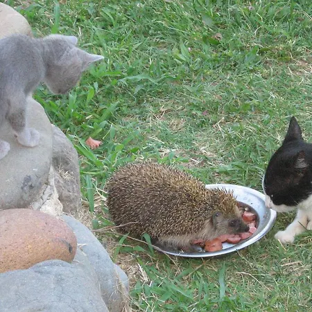 Гостевой дом South Beach Синеморец