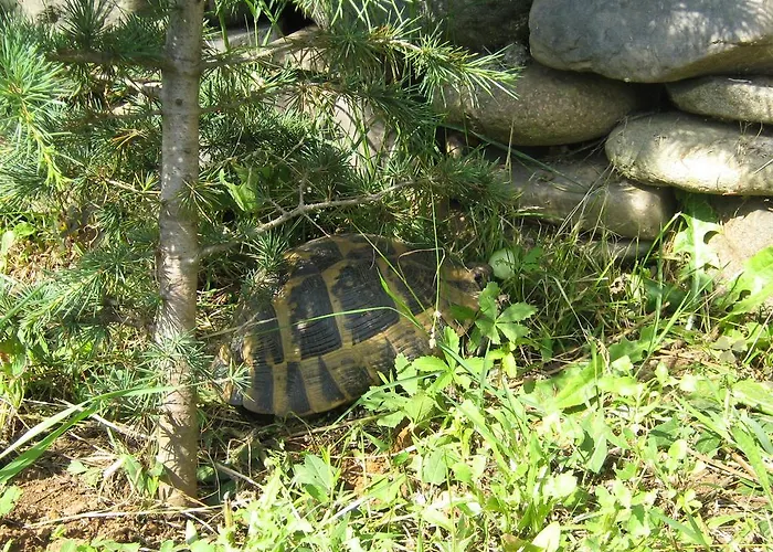 South Beach ゲストハウス 2*