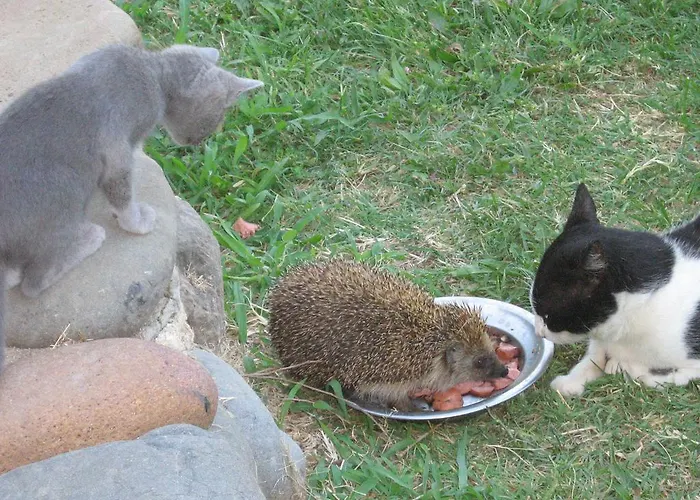 ゲストハウス South Beach シネモレツ