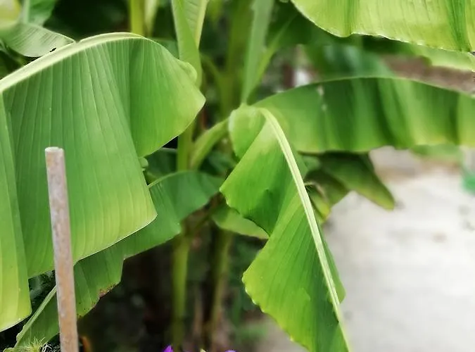 South Beach ゲストハウス 2*