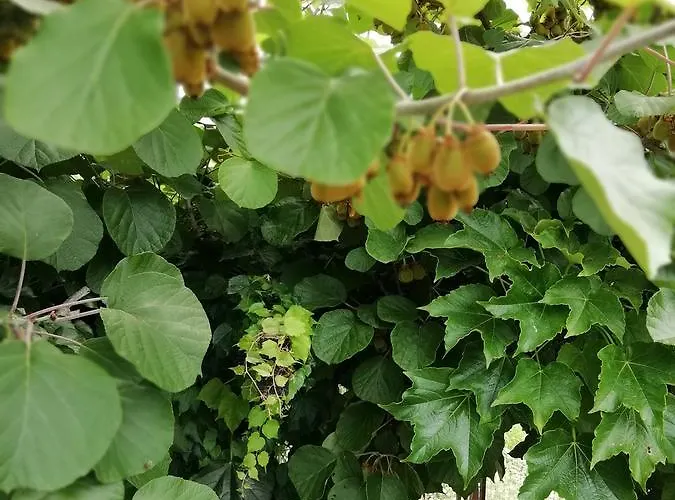 ゲストハウス South Beach