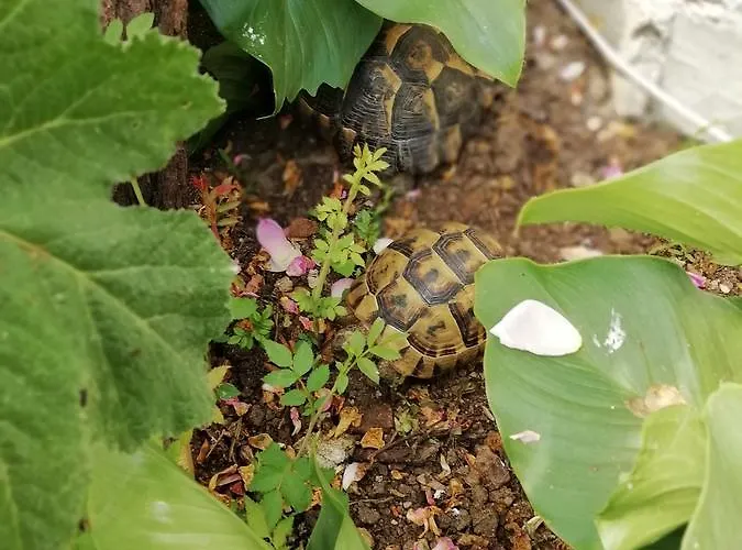 ゲストハウス South Beach シネモレツ